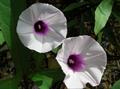 Ipomoea batatas